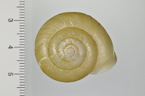  ( - SDNCU-A1227)  @14 [ ] Copyright (2014) Unspecified Specimen depository of the Graduate School of Natural Sciences, Nagoya City University