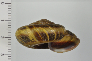  ( - SDNCU-A1301)  @14 [ ] Copyright (2014) Unspecified Specimen depository of the Graduate School of Natural Sciences, Nagoya City University