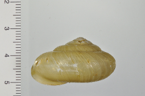  ( - SDNCU-A1227)  @14 [ ] Copyright (2014) Unspecified Specimen depository of the Graduate School of Natural Sciences, Nagoya City University
