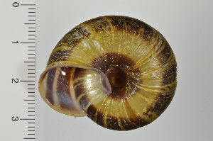  ( - SDNCU-A1301)  @14 [ ] Copyright (2014) Unspecified Specimen depository of the Graduate School of Natural Sciences, Nagoya City University