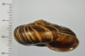  ( - SDNCU-A1122)  @14 [ ] Copyright (2014) Unspecified Specimen depository of the Graduate School of Natural Sciences, Nagoya City University
