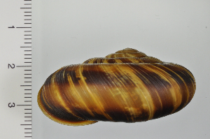  ( - SDNCU-A1122)  @14 [ ] Copyright (2014) Unspecified Specimen depository of the Graduate School of Natural Sciences, Nagoya City University