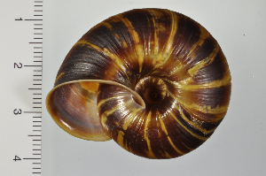  ( - SDNCU-A1122)  @14 [ ] Copyright (2014) Unspecified Specimen depository of the Graduate School of Natural Sciences, Nagoya City University
