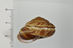  ( - SDNCU-A1163)  @14 [ ] Copyright (2014) Unspecified Specimen depository of the Graduate School of Natural Sciences, Nagoya City University