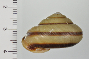  ( - SDNCU-A1078)  @14 [ ] Copyright (2014) Unspecified Specimen depository of the Graduate School of Natural Sciences, Nagoya City University