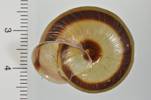  ( - SDNCU-A1078)  @14 [ ] Copyright (2014) Unspecified Specimen depository of the Graduate School of Natural Sciences, Nagoya City University