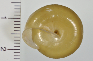  (Satsuma japonica - SDNCU-A1485)  @14 [ ] Copyright (2014) Unspecified Specimen depository of the Graduate School of Natural Sciences, Nagoya City University