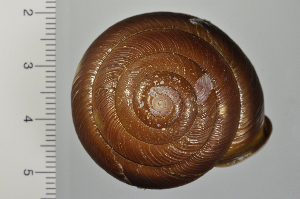  (Satsuma mercatoria - SDNCU-A1508)  @14 [ ] Copyright (2014) Unspecified Specimen depository of the Graduate School of Natural Sciences, Nagoya City University