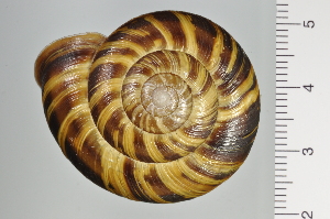  ( - SDNCU-A1128)  @14 [ ] Copyright (2014) Unspecified Specimen depository of the Graduate School of Natural Sciences, Nagoya City University