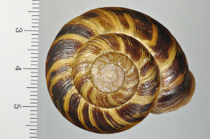  ( - SDNCU-A1130)  @14 [ ] Copyright (2014) Unspecified Specimen depository of the Graduate School of Natural Sciences, Nagoya City University