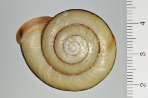  ( - SDNCU-A1107)  @14 [ ] Copyright (2014) Unspecified Specimen depository of the Graduate School of Natural Sciences, Nagoya City University