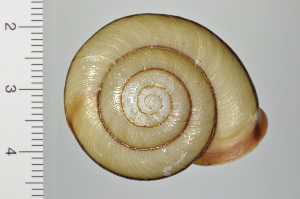  ( - SDNCU-A1107)  @14 [ ] Copyright (2014) Unspecified Specimen depository of the Graduate School of Natural Sciences, Nagoya City University