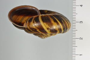  ( - SDNCU-A1128)  @14 [ ] Copyright (2014) Unspecified Specimen depository of the Graduate School of Natural Sciences, Nagoya City University