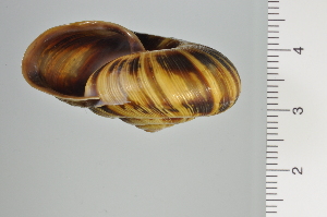  ( - SDNCU-A1129)  @14 [ ] Copyright (2014) Unspecified Specimen depository of the Graduate School of Natural Sciences, Nagoya City University
