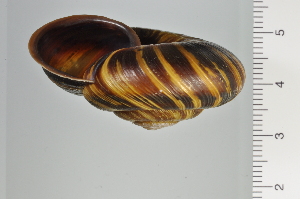  ( - SDNCU-A1130)  @14 [ ] Copyright (2014) Unspecified Specimen depository of the Graduate School of Natural Sciences, Nagoya City University