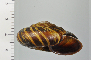  ( - SDNCU-A1130)  @14 [ ] Copyright (2014) Unspecified Specimen depository of the Graduate School of Natural Sciences, Nagoya City University