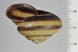  (Euhadra amaliae - SDNCU-A1106)  @14 [ ] Copyright (2014) Unspecified Specimen depository of the Graduate School of Natural Sciences, Nagoya City University