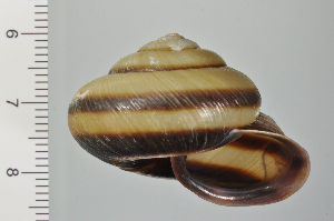  ( - SDNCU-A1106)  @14 [ ] Copyright (2014) Unspecified Specimen depository of the Graduate School of Natural Sciences, Nagoya City University