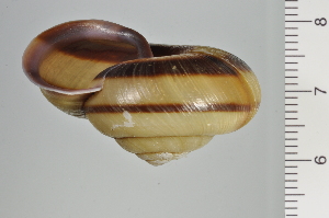  ( - SDNCU-A1107)  @14 [ ] Copyright (2014) Unspecified Specimen depository of the Graduate School of Natural Sciences, Nagoya City University