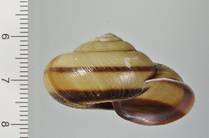  ( - SDNCU-A1107)  @14 [ ] Copyright (2014) Unspecified Specimen depository of the Graduate School of Natural Sciences, Nagoya City University