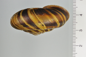  ( - SDNCU-A1128)  @14 [ ] Copyright (2014) Unspecified Specimen depository of the Graduate School of Natural Sciences, Nagoya City University