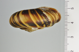  ( - SDNCU-A1129)  @14 [ ] Copyright (2014) Unspecified Specimen depository of the Graduate School of Natural Sciences, Nagoya City University