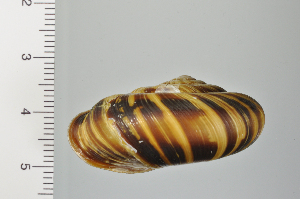  ( - SDNCU-A1129)  @14 [ ] Copyright (2014) Unspecified Specimen depository of the Graduate School of Natural Sciences, Nagoya City University