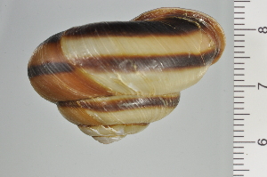  ( - SDNCU-A1106)  @14 [ ] Copyright (2014) Unspecified Specimen depository of the Graduate School of Natural Sciences, Nagoya City University