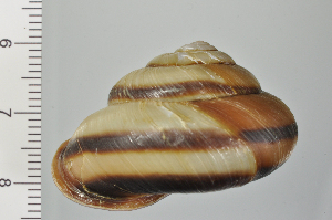  ( - SDNCU-A1106)  @14 [ ] Copyright (2014) Unspecified Specimen depository of the Graduate School of Natural Sciences, Nagoya City University