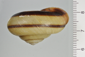  ( - SDNCU-A1107)  @14 [ ] Copyright (2014) Unspecified Specimen depository of the Graduate School of Natural Sciences, Nagoya City University