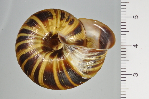  ( - SDNCU-A1129)  @14 [ ] Copyright (2014) Unspecified Specimen depository of the Graduate School of Natural Sciences, Nagoya City University