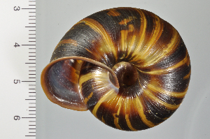 ( - SDNCU-A1130)  @14 [ ] Copyright (2014) Unspecified Specimen depository of the Graduate School of Natural Sciences, Nagoya City University