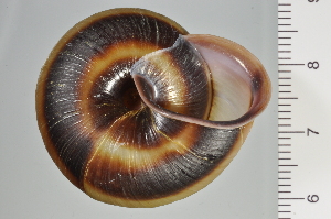  ( - SDNCU-A1106)  @14 [ ] Copyright (2014) Unspecified Specimen depository of the Graduate School of Natural Sciences, Nagoya City University