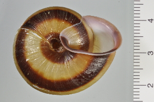  ( - SDNCU-A1107)  @14 [ ] Copyright (2014) Unspecified Specimen depository of the Graduate School of Natural Sciences, Nagoya City University