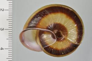  ( - SDNCU-A1107)  @14 [ ] Copyright (2014) Unspecified Specimen depository of the Graduate School of Natural Sciences, Nagoya City University