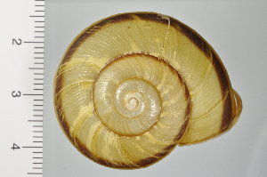  ( - SDNCU-A1256)  @14 [ ] Copyright (2014) Unspecified Specimen depository of the Graduate School of Natural Sciences, Nagoya City University