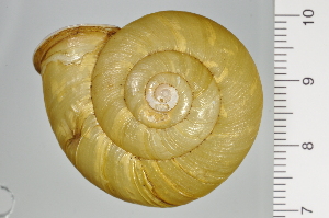  ( - SDNCU-A1257)  @14 [ ] Copyright (2014) Unspecified Specimen depository of the Graduate School of Natural Sciences, Nagoya City University
