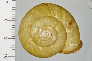  ( - SDNCU-A1257)  @14 [ ] Copyright (2014) Unspecified Specimen depository of the Graduate School of Natural Sciences, Nagoya City University