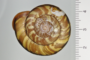  ( - SDNCU-A1258)  @14 [ ] Copyright (2014) Unspecified Specimen depository of the Graduate School of Natural Sciences, Nagoya City University