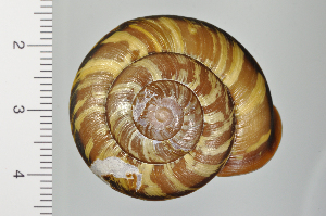  ( - SDNCU-A1258)  @14 [ ] Copyright (2014) Unspecified Specimen depository of the Graduate School of Natural Sciences, Nagoya City University