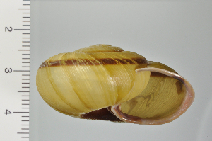  ( - SDNCU-A1256)  @14 [ ] Copyright (2014) Unspecified Specimen depository of the Graduate School of Natural Sciences, Nagoya City University