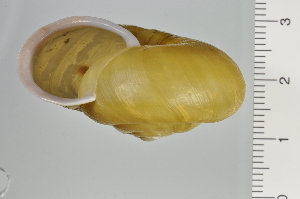  ( - SDNCU-A1257)  @14 [ ] Copyright (2014) Unspecified Specimen depository of the Graduate School of Natural Sciences, Nagoya City University