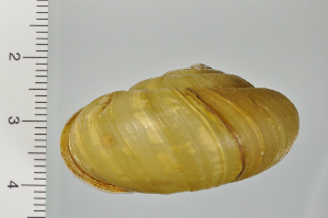  ( - SDNCU-A1257)  @14 [ ] Copyright (2014) Unspecified Specimen depository of the Graduate School of Natural Sciences, Nagoya City University