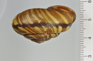  ( - SDNCU-A1258)  @14 [ ] Copyright (2014) Unspecified Specimen depository of the Graduate School of Natural Sciences, Nagoya City University