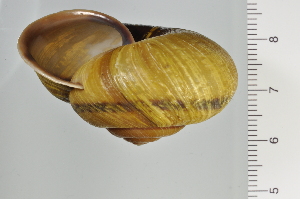  ( - SDNCU-A1347)  @14 [ ] Copyright (2014) Unspecified Specimen depository of the Graduate School of Natural Sciences, Nagoya City University