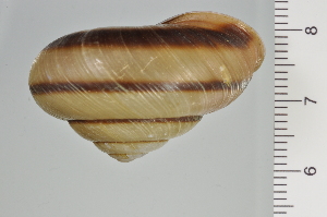  ( - SDNCU-A1108)  @14 [ ] Copyright (2014) Unspecified Specimen depository of the Graduate School of Natural Sciences, Nagoya City University