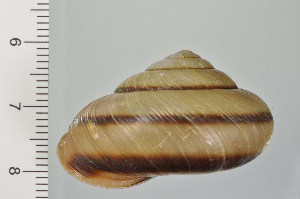  ( - SDNCU-A1108)  @14 [ ] Copyright (2014) Unspecified Specimen depository of the Graduate School of Natural Sciences, Nagoya City University