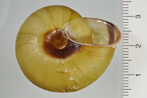  ( - SDNCU-A1256)  @14 [ ] Copyright (2014) Unspecified Specimen depository of the Graduate School of Natural Sciences, Nagoya City University