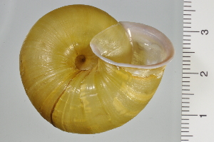 ( - SDNCU-A1257)  @14 [ ] Copyright (2014) Unspecified Specimen depository of the Graduate School of Natural Sciences, Nagoya City University