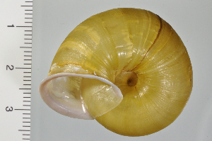  ( - SDNCU-A1257)  @14 [ ] Copyright (2014) Unspecified Specimen depository of the Graduate School of Natural Sciences, Nagoya City University